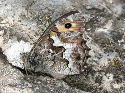 Hipparchia (Parahipparchia) volgensis