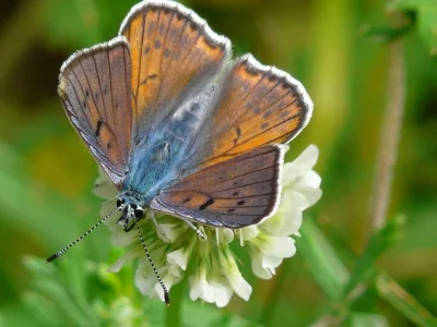 Lycaena (Thersamolycaena) alciphron