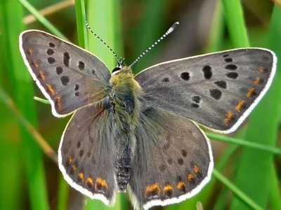 Lycaena (Heodes) tityrus