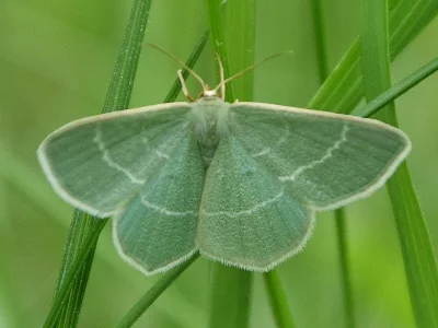 Chlorissa viridata