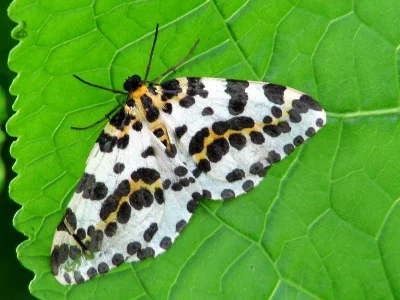 Abraxas (Abraxas) grossulariata
