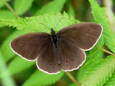 Aphantopus hyperantus