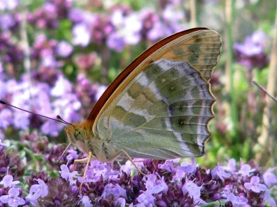 Argynnis (Argynnis) paphia