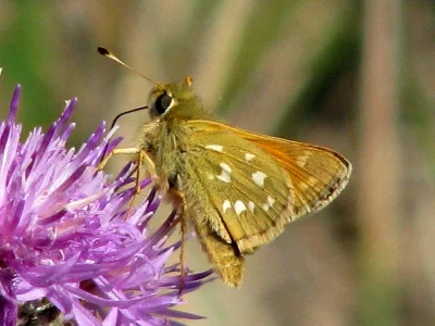 Hesperia comma