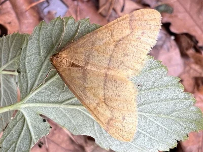 Agriopis aurantiaria