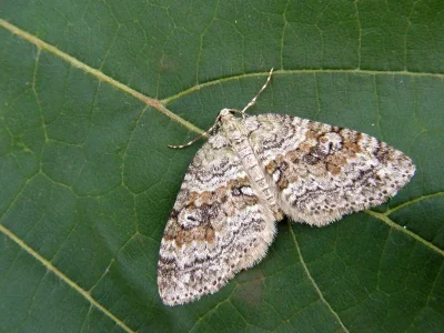 Nothocasis sertata