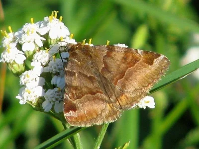 Euclidia (Euclidia) glyphica
