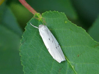 Pelosia muscerda