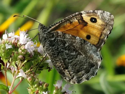 Hipparchia (Parahipparchia) semele