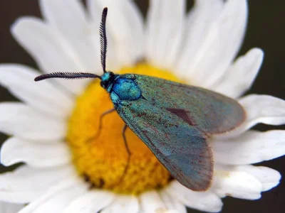 Adscita (Adscita) geryon