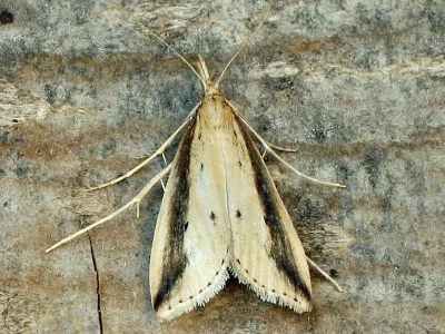 Donacaula forficella