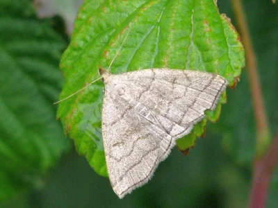 Herminia tarsicrinalis