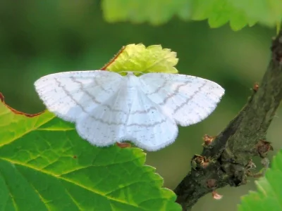 Cabera pusaria