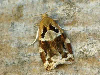 Archips xylosteana