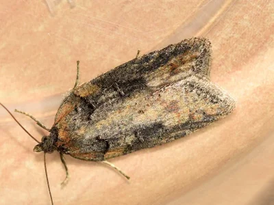 Acleris abietana