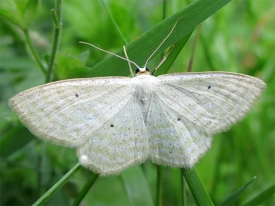 Scopula (Ustocidalia) immutata