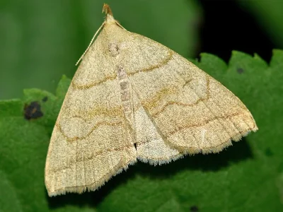 Herminia tarsicrinalis