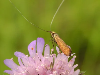 Nemophora metallica