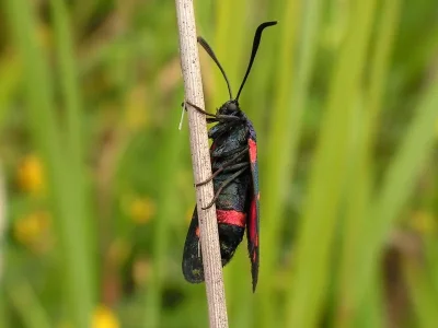 Zygaena (Zygaena) ephialtes