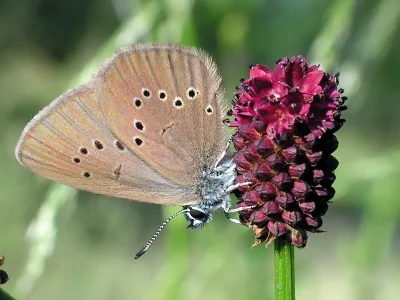 Phengaris nausithous
