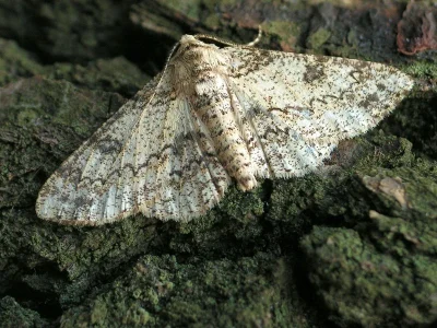Ascotis selenaria