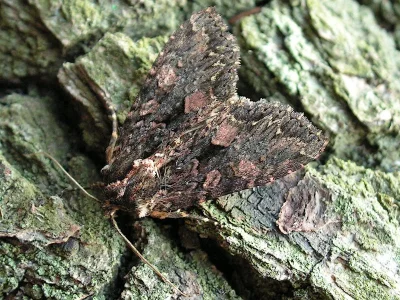 Mniotype satura