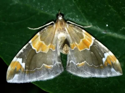 Eulithis pyropata