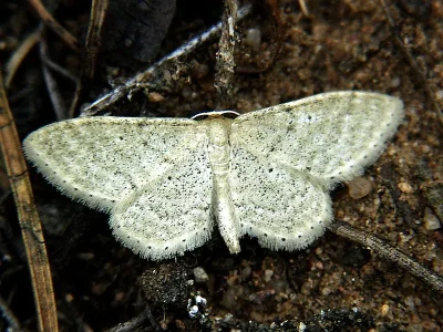 Idaea sylvestraria