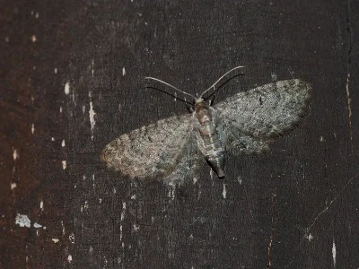 Eupithecia subfuscata