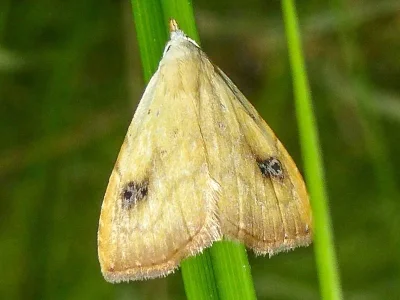 Rivula sericealis