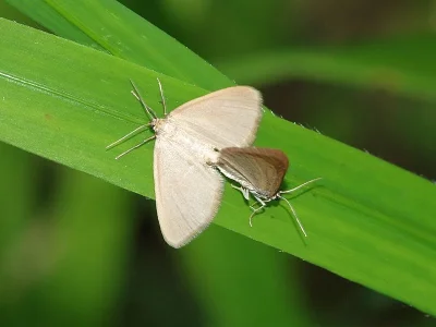 Minoa murinata