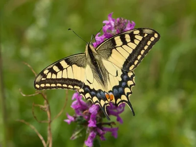 Papilio (Papilio) machaon