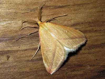 Casilda consecraria
