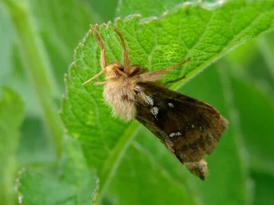 Korscheltellus lupulina