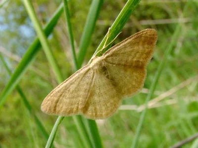 Idaea pallidata