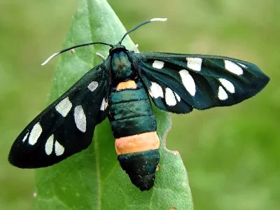 Amata (Syntomis) phegea