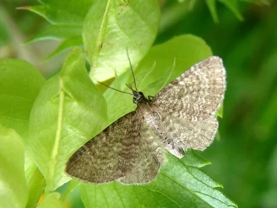 Eupithecia plumbeolata