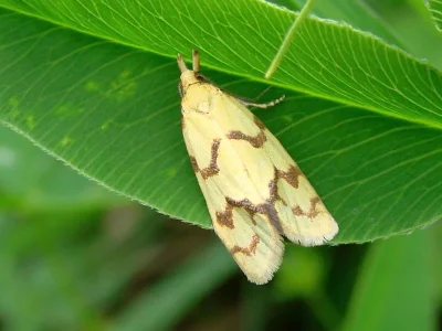 Agapeta hamana