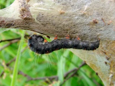 Eriogaster (Eriogaster) lanestris