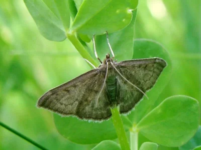 Anania fuscalis
