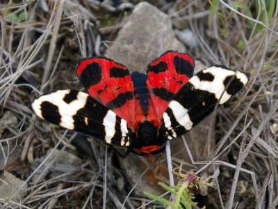 Arctia festiva