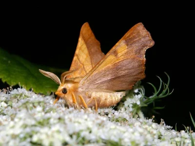 Ennomos (Deuteronomos) fuscantaria
