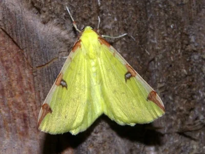 Opisthograptis luteolata