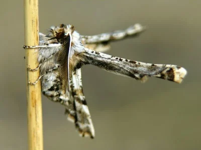Apochima flabellaria