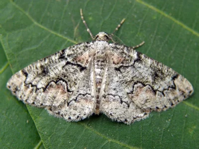Cleorodes lichenaria