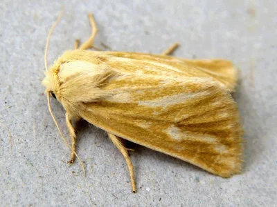 Oria musculosa