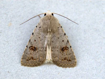 Caradrina (Platyperigea) kadenii