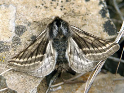 Lycia zonaria