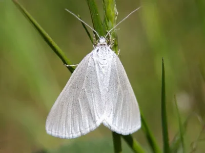 Lithostege farinata