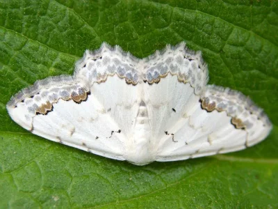 Scopula (Scopula) orientalis